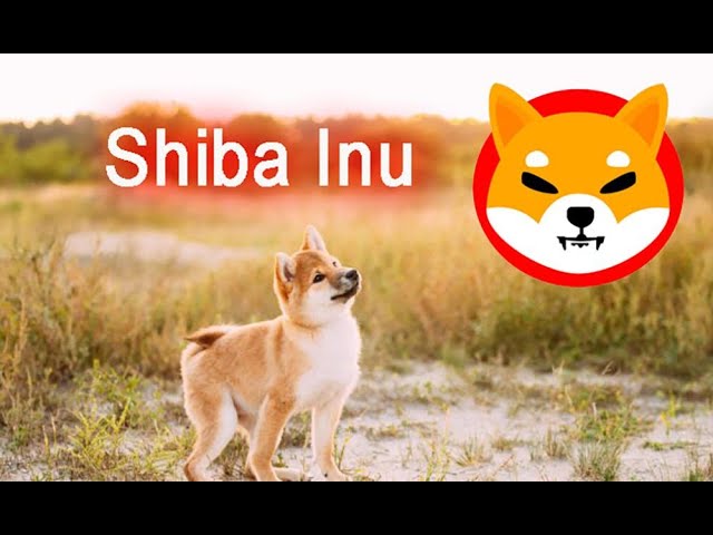 криптовалюта shiba inu что такое простыми словами